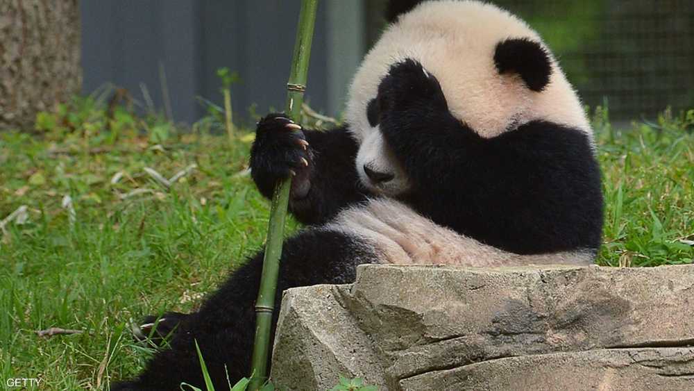 الصين حظرت التصوير مع الباندا