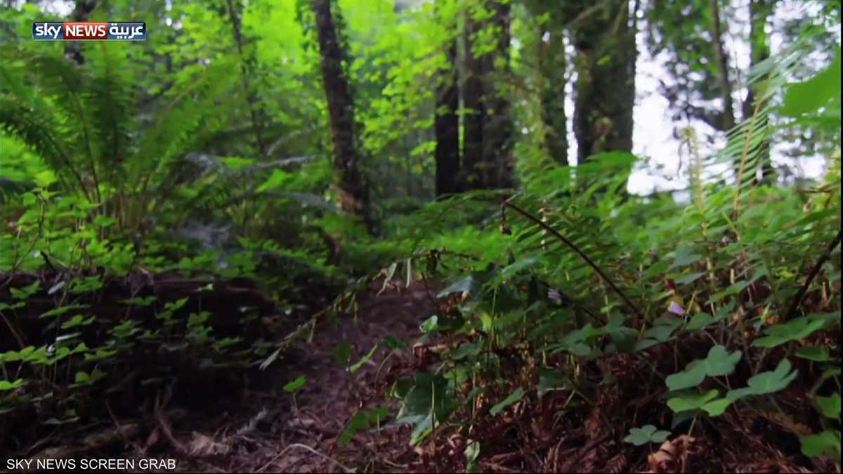 الغابات الصمام الأخضر للعالم يؤول إلى الزوال أخبار سكاي نيوز