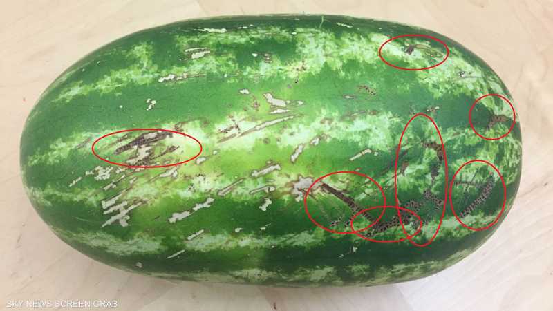 كيف تعرف البطيخ الحلو