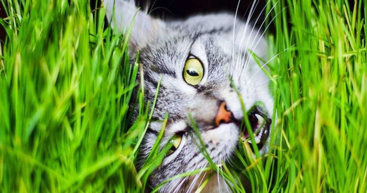 العلماء يحلون اللغز.. لماذا تأكل القطط العشب؟ | أخبار سكاي نيوز عربية