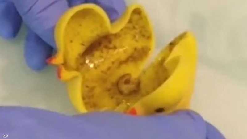 دمية البط الصفراء بيئة خصبة للبكتيريا المميتة