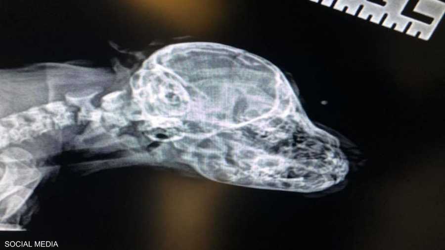 الأشعة تثبت أن الذيل ليس متصلا برأس الكلب