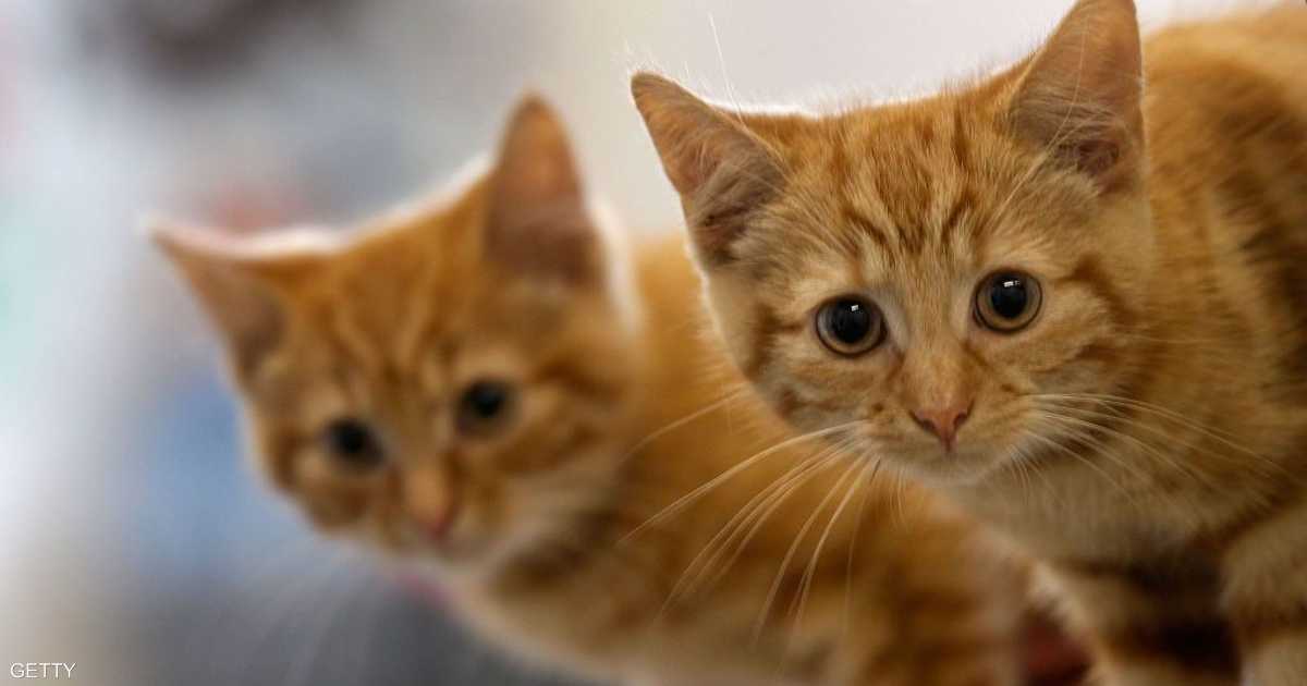 خبر سار.. دواء لعلاج مرض يصيب القطط  قد ينفع  في علاج كورونا   أخبار سكاي نيوز عربية