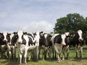 مزرعة أبقار | سكاي نيوز عربية