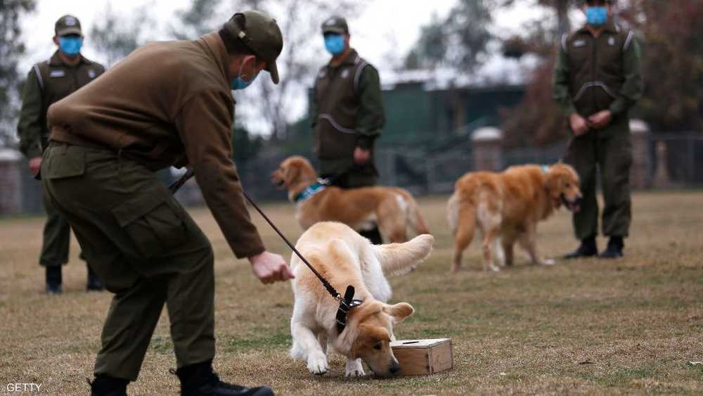جانب من تدريب كلاب على شم فيروس كورونا في تشيلي