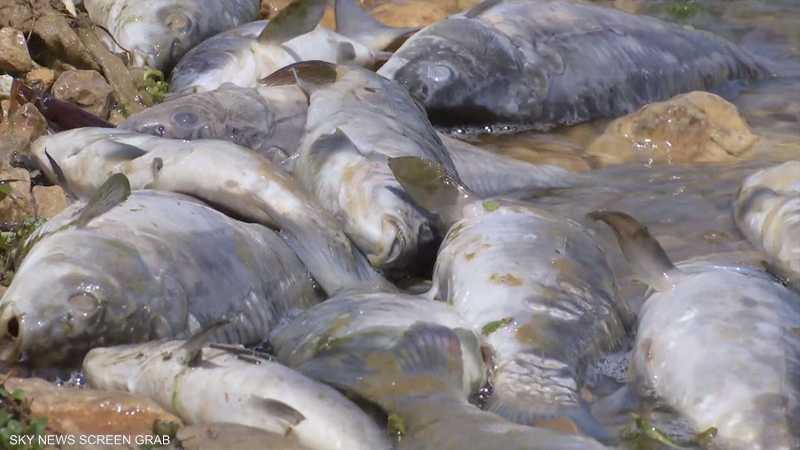 نفوق ملايين الأسماك في بحيرة القرعون شرقي لبنان
