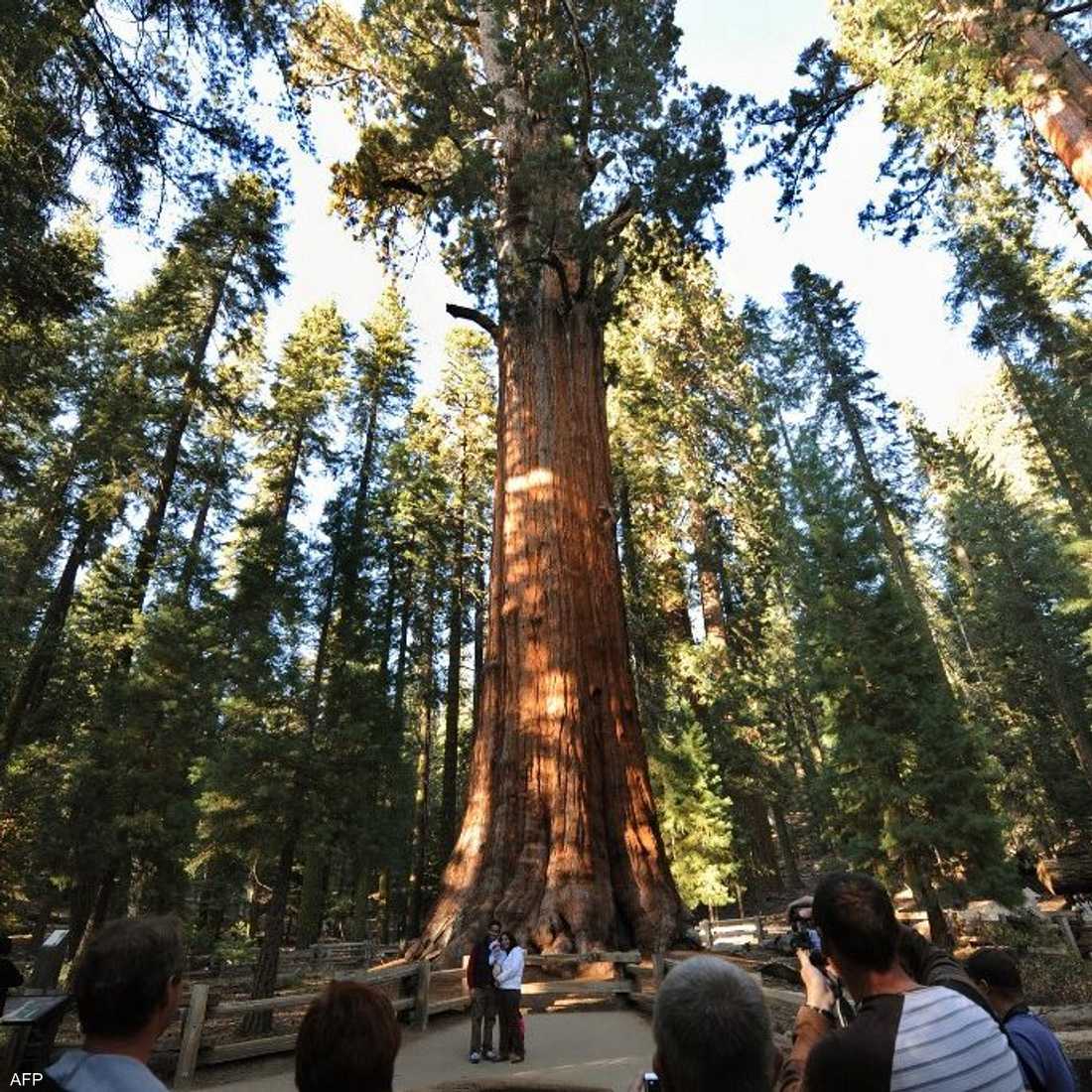 أكبر شجرة في العالم