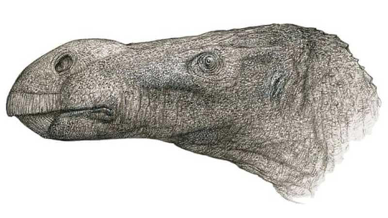 اكتشاف نوع جديد من الديناصورات "ذات الأنف الكبير" 1-1478438.jpg