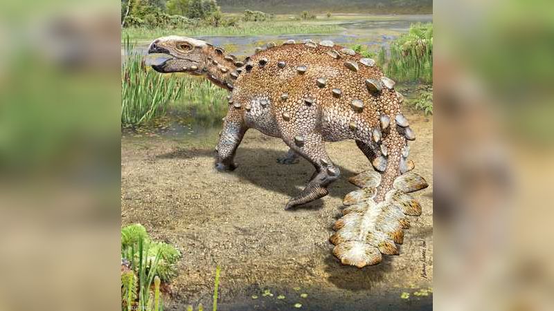 اكتشاف ديناصور مدرع كان يرهب الخصوم بذيل مدبب قبل ملايين السنين 1-1483800