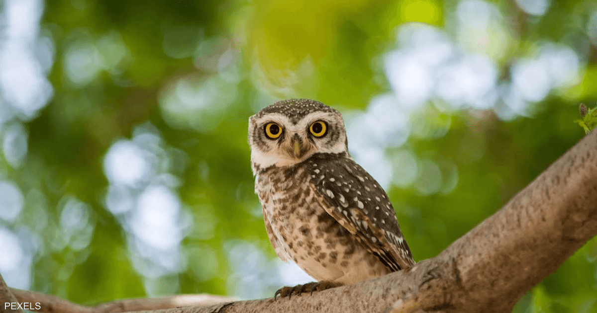 New Study Monitors Danger of ‘Owl Sleep’
