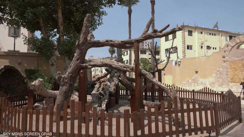 مصر تعيد افتتاح موقع شجرة السيدة مريم بعد ترميمه | سكاي نيوز عربية