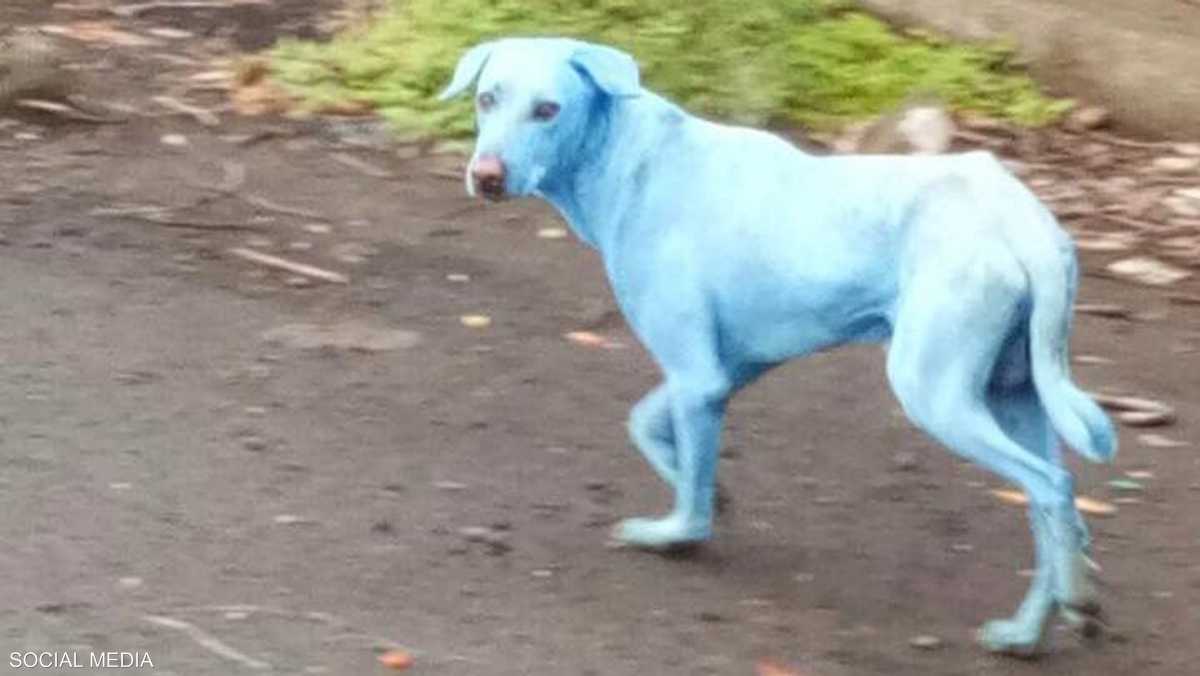 كلاب زرقاء تظهر في الهند