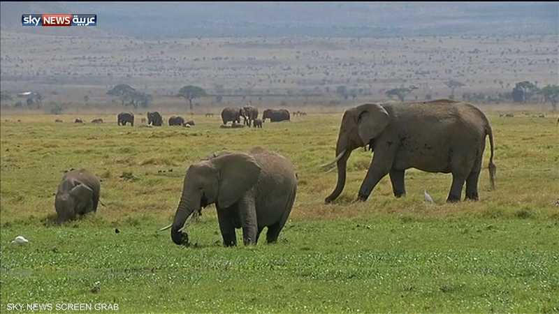 زيمبابوي.. نفوق 200 فيل في أقل من شهرين 1-889224.jpg
