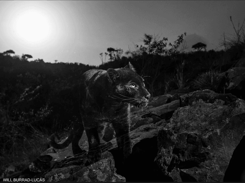 لأول مرة منذ قرن.. مصوّر "يصطاد" النمر الأفريقي الأسود 1-1227009.PNG