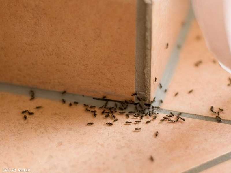 لزج غير متوقع 鍔 سبب وجود النمل على الملابس الداخلية Pleasantgroveumc Net