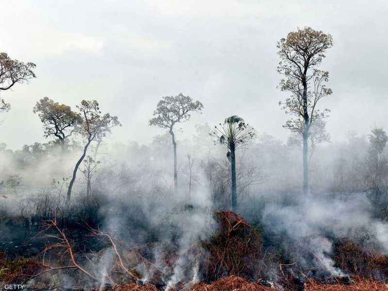 أطول شجرة في الأمازون تنجو من الحرائق أخبار سكاي نيوز عربية