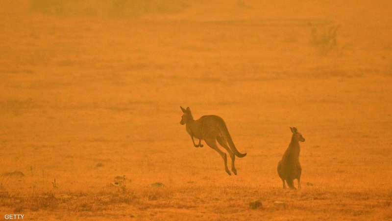 الحرائق تقتل نصف مليار حيوان في أستراليا أخبار سكاي نيوز عربية