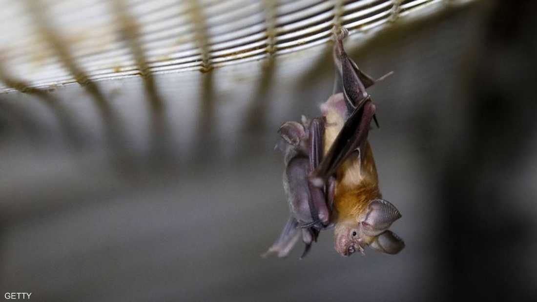 مصدر المرض لم يتأكد لكن علماء يعتبرون الخفاش المسؤول عنه