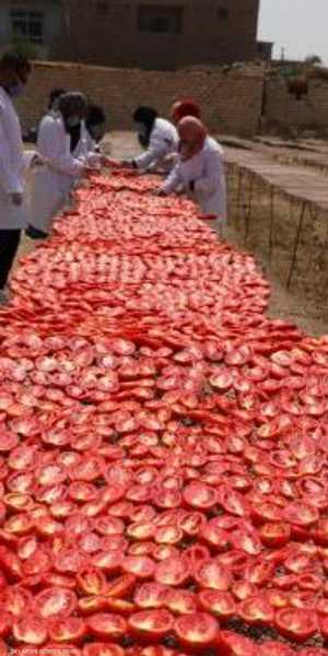 المرأة تشارك بقوة في زراعة وتجفيف الطماطم بقرية البغدادي