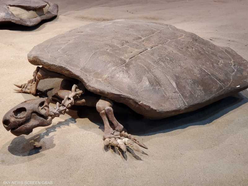 سلحفاة بحجم الإنسان.. اكتشاف مثير من عصر الديناصورات 1-1458230